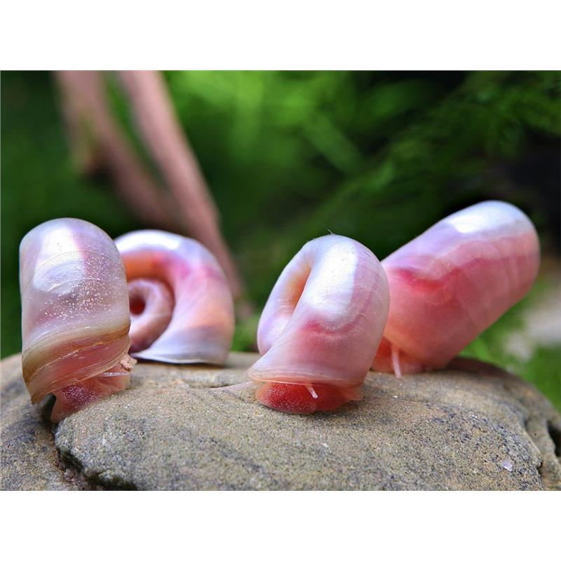 Planorbella duryi pink - imagine 3